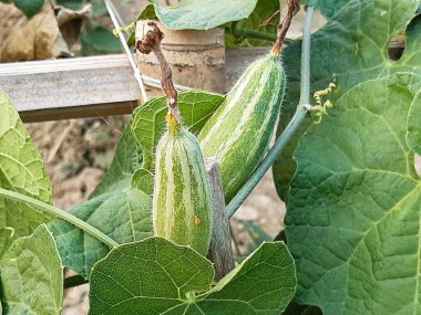 Yeşil uçlu toprak ekimi yeşil uçlu bir zemini ve yeşil arkaplanı kapsıyor..