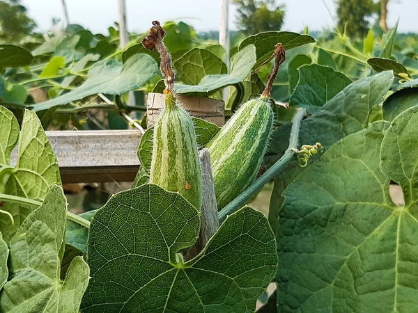 Verde Apontou Terras Cultivo Solo Dos Verde Apontou Terra Fundo — Fotografia de Stock