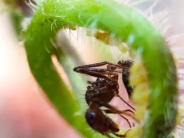 Sitzen Viele Rote Ameisen Auf Den Grünen Blättern Garten Und — Stockfoto