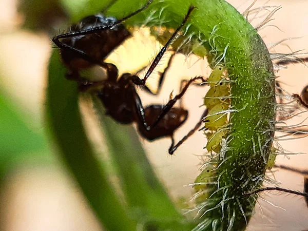 Sitzen Viele Rote Ameisen Auf Den Grünen Blättern Garten Und — Stockfoto