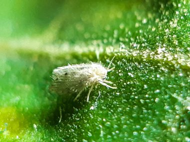 Güzel bir ejderha sineği yeşil bir ağacın yapraklarına tünemiştir. Burası bir bahçe..