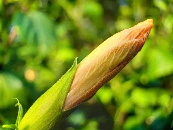 Gelbe Kürbisblumen Blühen Auf Dem Kürbisfeld Und Einem Grünen Hintergrund — Stockfoto
