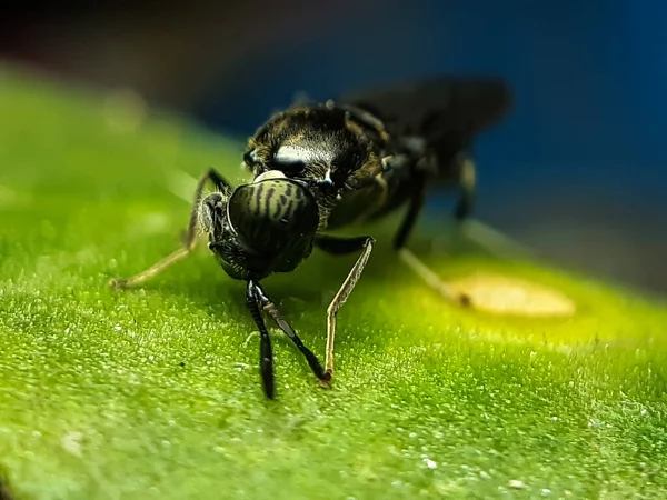 Insect Black Color Sitting Green Leaves Garden Reflecting Sunlight Picture — Stock Photo, Image