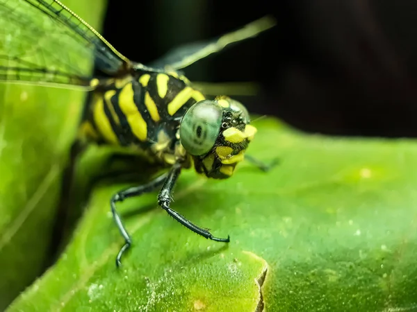 Dans Jardin Trouve Une Mouche Dragon Sur Les Feuilles Arbre — Photo