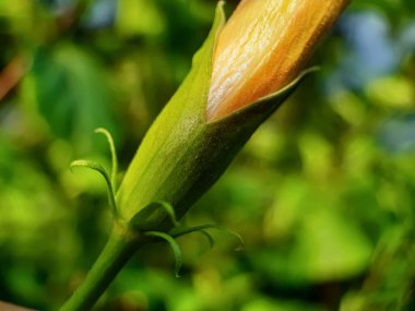 Sarı balkabağı çiçekleri kabak tarlalarında çiçek açar ve yeşil bir arka planda.
