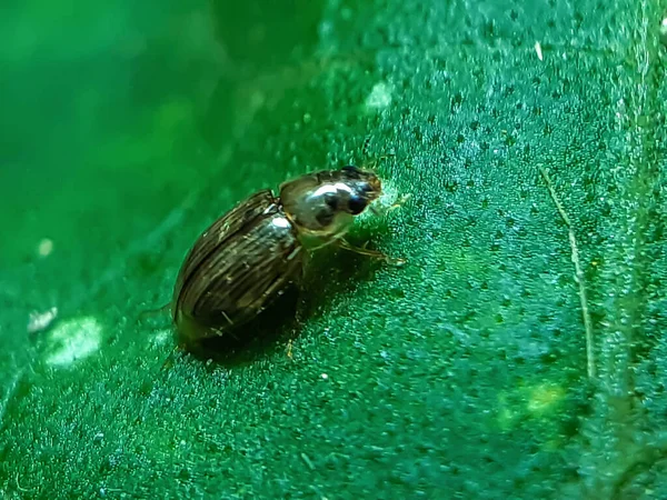 Inseto Cor Preta Está Sentado Nas Folhas Verdes Jardim Refletindo — Fotografia de Stock