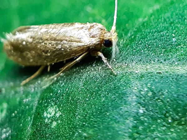 Uma Bela Mosca Dragão Está Empoleirada Nas Folhas Uma Árvore — Fotografia de Stock