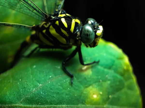 Garden Sits Dragon Fly Leaves Green Tree Sun Light Shining — Stock Photo, Image