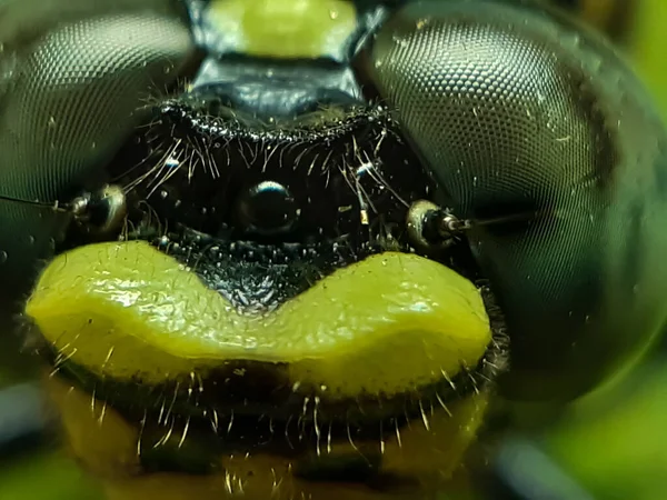 Jardín Hay Una Mosca Dragón Sienta Sobre Hojas Verdes Pueden — Foto de Stock