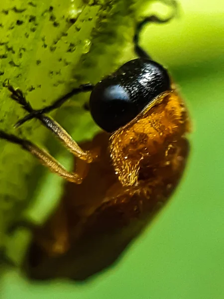 Uma Mosca Nas Folhas Verdes Jardim Sol Está Brilhando Nele — Fotografia de Stock