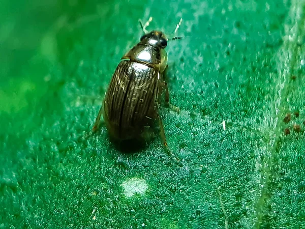 Insecto Color Negro Está Sentado Las Hojas Verdes Del Jardín — Foto de Stock