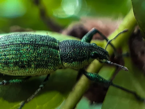 Hay Insecto Verde Sentado Las Hojas Verdes Jardín Cuerpo Tiene — Foto de Stock