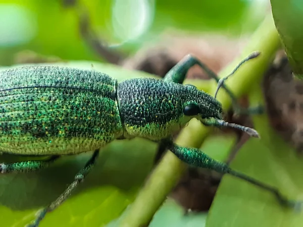 There is a green insect sitting on the green leaves in the garden and the body has a black and white design and green background.