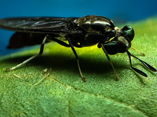 Inseto Cor Preta Está Sentado Nas Folhas Verdes Jardim Refletindo — Fotografia de Stock