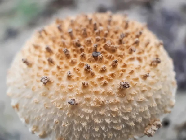 Cultivation White Mushrooms Indoors Mushroom Born Sphere — Stock Photo, Image