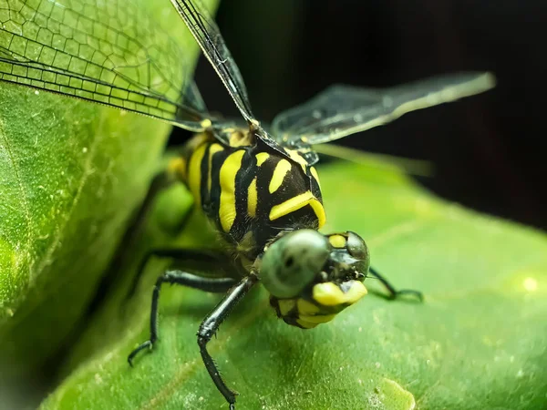 Jardín Sienta Una Libélula Verde Sobre Hojas Verdes Tiene Fondo — Foto de Stock