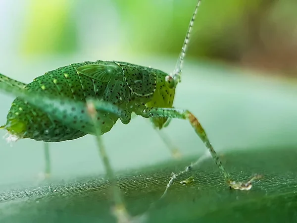 Insecte Vert Assis Sur Les Feuilles Vertes Dans Jardin Corps — Photo