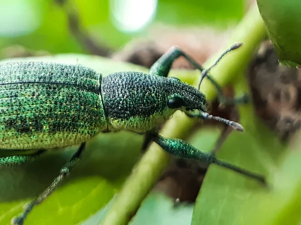 Bahçedeki Yeşil Yaprakların Üzerinde Yeşil Bir Böcek Oturuyor Vücudun Siyah — Stok fotoğraf