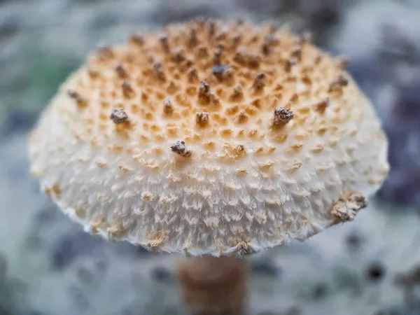 Cultivation White Mushrooms Indoors Mushroom Born Sphere — Stock Photo, Image