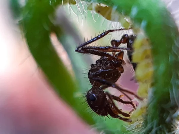 花园里的绿叶上坐着许多红蚂蚁 阳光反射着 绿色的背景映衬着它们 — 图库照片