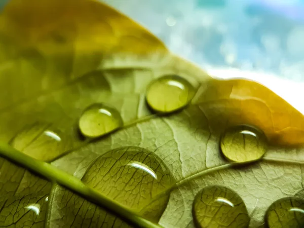 Regenwasser Fällt Auf Die Grünen Blätter Garten Und Das Sonnenlicht — Stockfoto