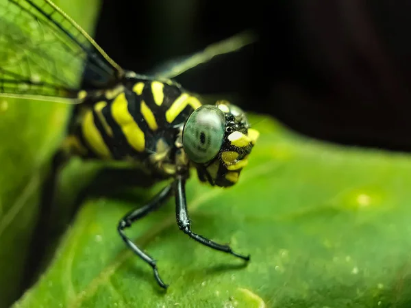 Garden Sits Green Dragonfly Green Leaves Has Green Background — Stock Photo, Image