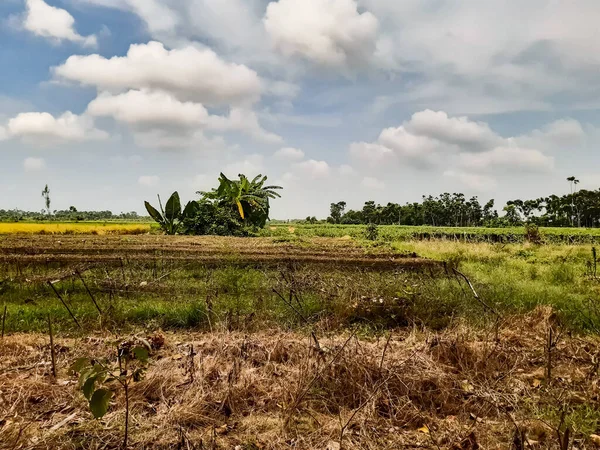 Tierra Cultivo Pimiento Verde India Rural Atardecer Nuevos Árboles Pimienta — Foto de Stock