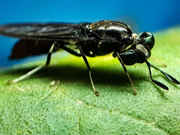 Insect Black Color Sitting Green Leaves Garden Reflecting Sunlight Picture — Stock Photo, Image