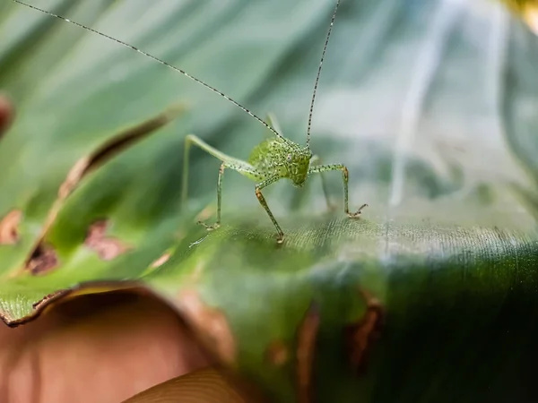 Green Insect Sitting Green Leaves Garden Body Has Black White — Stock Photo, Image