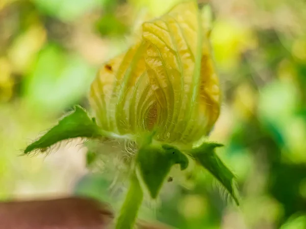 Gele Pompoen Bloemen Bloeien Pompoen Landbouwgrond Een Groene Achtergrond — Stockfoto