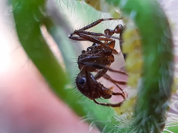 Muitas Formigas Vermelhas Sentadas Nas Folhas Verdes Jardim Luz Solar — Fotografia de Stock