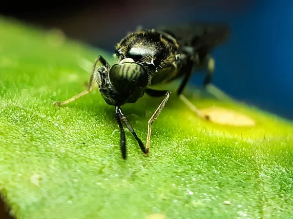 Insect Black Color Sitting Green Leaves Garden Reflecting Sunlight Picture — Stock Photo, Image