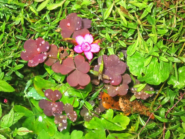 Wild carnation flower in the forest