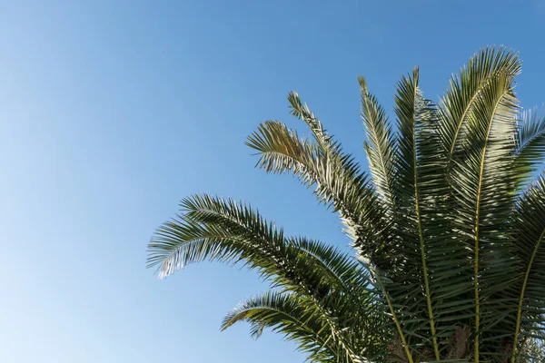 Palmiye yaprakları mavi arka planda izole. Boşluğu kopyala