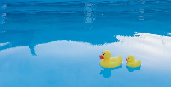 Mother duck with child in water. Banner with copy space