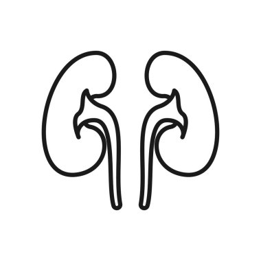 Böbrek ikonu. Vektör çizimi. Organ ikonu vektörü. Anatomi