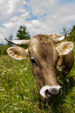 Yazın çayırdaki harika bir dağ ineğinin portresi.