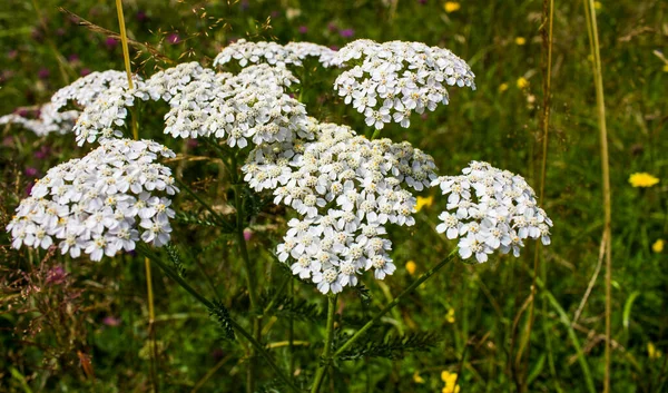 Ярровые Цветы Achillea Millefolium Лугу — стоковое фото