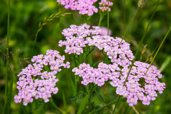 Yarrow Flores Achillea Millefolium Prado — Fotografia de Stock