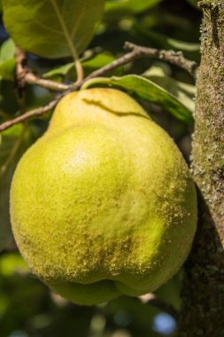 Ayva meyvesi sonbahar bahçesindeki ayva ağacında yetişir..
