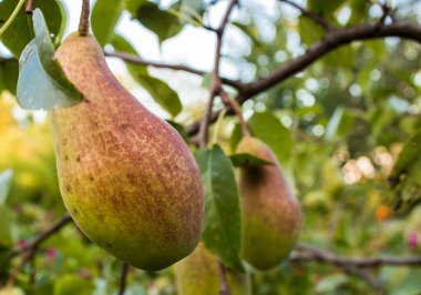 Bahçedeki armut dalında taze sulu armutlar