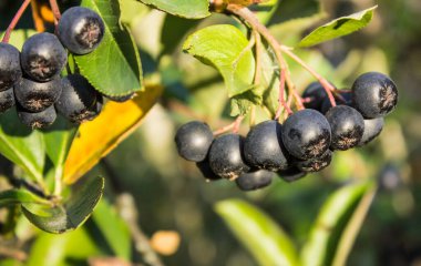 Bahçedeki bir çalılığın dallarında olgunlaşmış Boğuüzümü