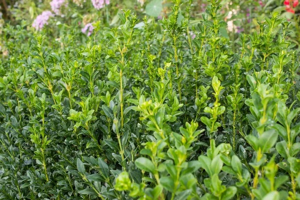 庭に露が落ちる緑のボックスウッドの茂み — ストック写真