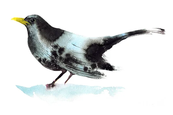 Чорний Птах Пофарбований Акварель — стокове фото