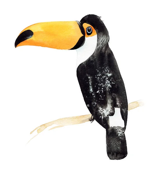 Toucan Gren Målade Akvarell — Stockfoto