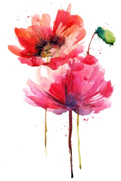 Poppy, suluboya boyalı.