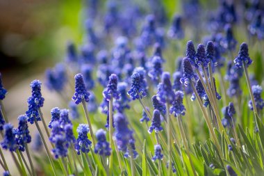 Bahçede bahar çiçekleri Muscari.