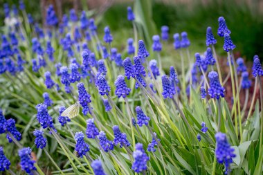 Bahçede bahar çiçekleri Muscari.