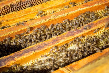 Kovanda arılar ile Çerçeveler.