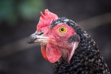 Bahçede bir tavuk yakın çekim portre